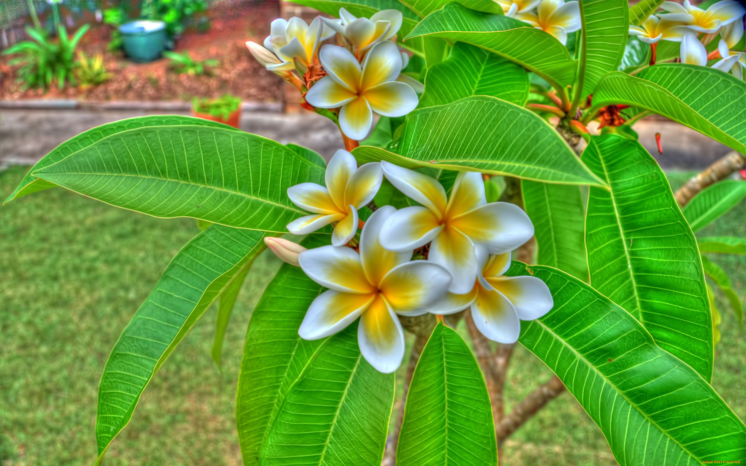 Плюмерия Plumeria d12 h20